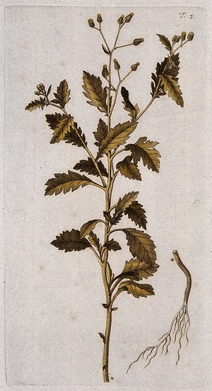 view Senecio verbenaefolius: flowering stem and separate root. Coloured engraving after F. von Scheidl, 1770.