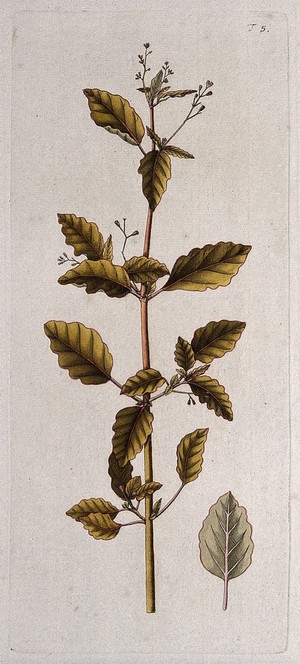 view Boerhavia erecta: flowering and fruiting stem with separate leaf. Coloured engraving after F. von Scheidl, 1770.