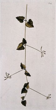 Boerhavia scandens L.: flowering and fruiting stem. Coloured engraving after F. von Scheidl, 1770.