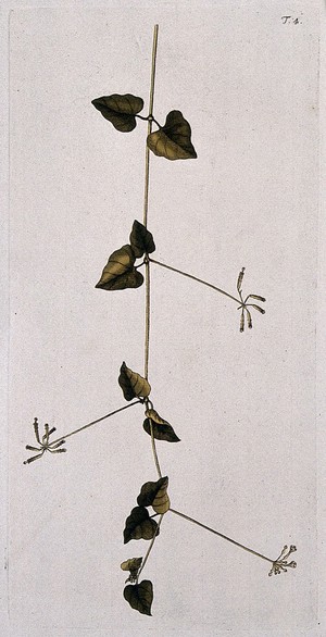 view Boerhavia scandens L.: flowering and fruiting stem. Coloured engraving after F. von Scheidl, 1770.