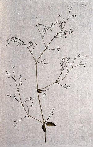 view Boerhavia erecta L.: fruiting stem. Coloured engraving after F. von Scheidl, 1770.