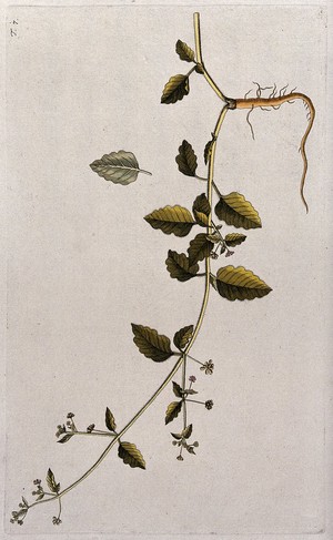 view Boerhavia hirsuta L.: flowering and fruiting stem with root and separate leaf. Coloured engraving after F. von Scheidl, 1770.