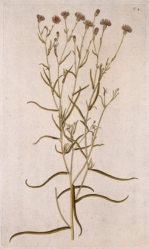 view Sea aster (Aster tripolium L.): flowering stem. Coloured engraving after F. von Scheidl, 1770.