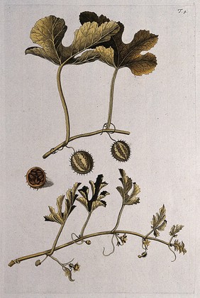 Cucumber, (Cucumis prophetarum): flowering and fruiting stems with sectioned fruit. Coloured engraving after F. von Scheidl, 1770.