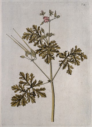 Stork's bill (Erodium ciconium): flowering and fruiting stem. Coloured engraving after F. von Scheidl, 1770.