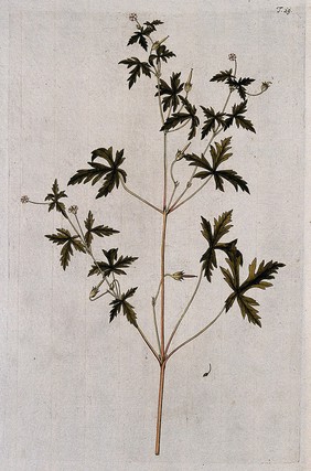 Cranesbill (Geranium sibiricum L.): flowering and fruiting stem. Coloured engraving after F. von Scheidl, 1770.