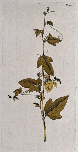 view Passion flower (Passiflora minima): flowering stem. Coloured engraving after F. von Scheidl, 1770.