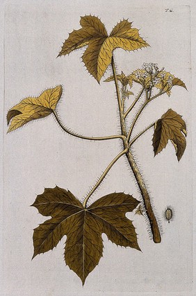 Pendo tree (Jatropha urens L.): flowering stem and separate fruit. Coloured engraving after F. von Scheidl, 1770.