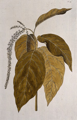 view Fiddlewood (Citharexylum quadrangulare Jacq.): flowering stem. Coloured engraving after F. von Scheidl, 1770.