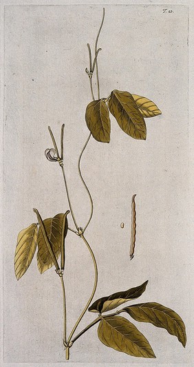 A plant (Vigna catjang) related to cowpea: flowering and fruiting stem with separate pod and seed. Coloured engraving after F. von Scheidl, 1770.