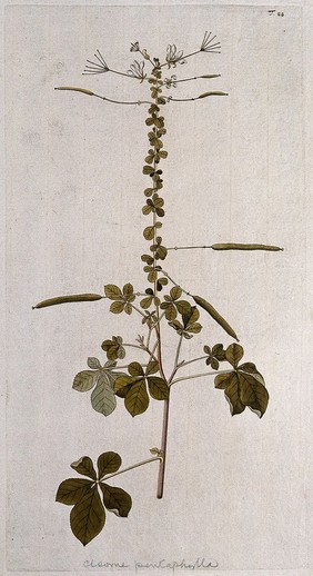 A species of the genus Cleome: flowering and fruiting stem. Coloured engraving after F. von Scheidl, 1770.