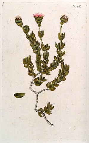 view A species of the genus Mesembryanthemum: flowering stem with separate leaf. Coloured engraving after F. von Scheidl, 1770.