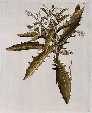 view A species of the genus Lobelia: flowering stem. Coloured engraving after F. von Scheidl, 1770.