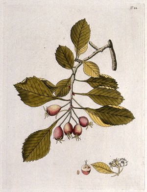 view Hawthorn (Crataegus sp.): fruiting stem with separate floral cluster, sectioned fruit and seed. Coloured engraving after F. von Scheidl, 1770.