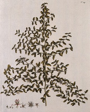 view A species of the genus Byttneria: flowering stem with separate segments of flower, fruit and seed. Coloured engraving after F. von Scheidl, 1770.