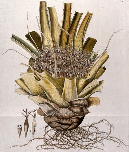 Bromelia karatas L.: flowering stem with roots and separate sections of fruit with seed. Coloured engraving after F. von Scheidl, 1770.