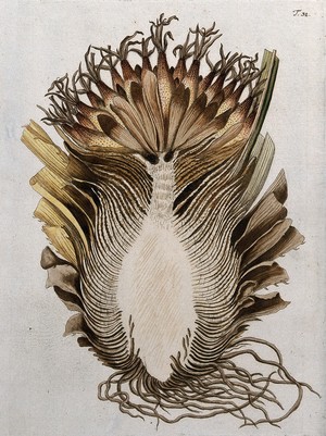 view Bromelia karatas L.: longitudinal section of flowering stem with roots. Coloured engraving after F. von Scheidl, 1770.