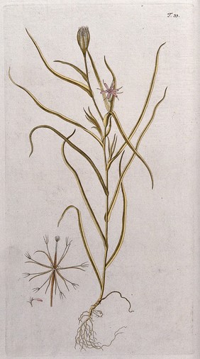 A plant (Tragopogon sp.): entire flowering and fruiting plant with separate flower and fruit. Coloured engraving after F. von Scheidl, 1770.