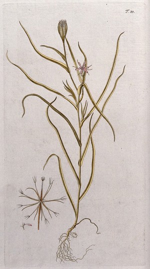 view A plant (Tragopogon sp.): entire flowering and fruiting plant with separate flower and fruit. Coloured engraving after F. von Scheidl, 1770.