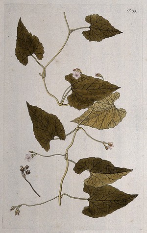 view A plant (Convolvulus farinosus) related to bindweed: flowering stem with separate fruit and seed. Coloured engraving after F. von Scheidl, 1770.