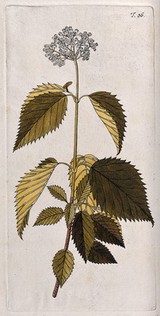 Arrowwood (Viburnum dentatum L.): flowering stem. Coloured engraving after F. von Scheidl, 1770.