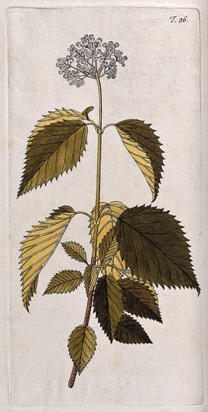 view Arrowwood (Viburnum dentatum L.): flowering stem. Coloured engraving after F. von Scheidl, 1770.