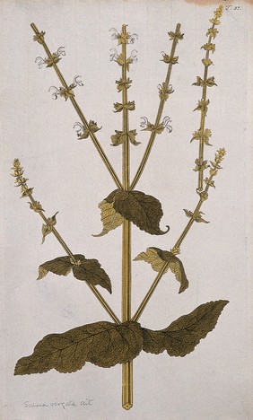 A plant (Salvia virgata Ait.) related to sage: flowering and fruiting stem with separate flowering shoot. Coloured engraving after F. von Scheidl, 1770.