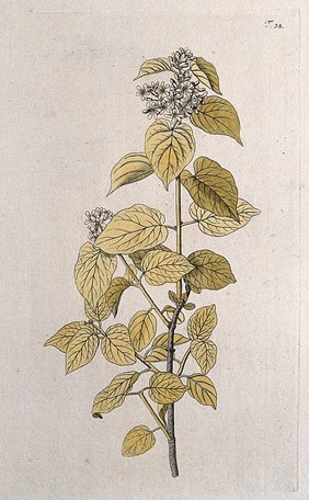 Cynanchum erectum: flowering shoot. Coloured engraving after F. von Scheidl, 1770.