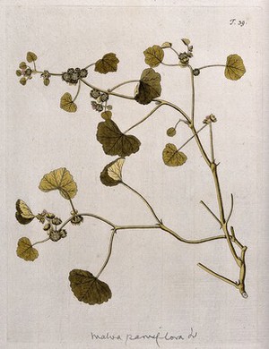 view Little mallow (Malva parviflora L.): flowering and fruiting stem. Coloured engraving after F. von Scheidl, 1770.