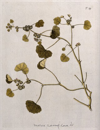 Little mallow (Malva parviflora L.): flowering and fruiting stem. Coloured engraving after F. von Scheidl, 1770.