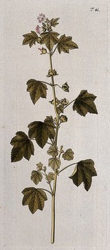 Tree mallow (Lavatera arborea L.): flowering and fruiting stem. Coloured engraving after F. von Scheidl, 1770.