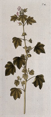 Tree mallow (Lavatera arborea L.): flowering and fruiting stem. Coloured engraving after F. von Scheidl, 1770.