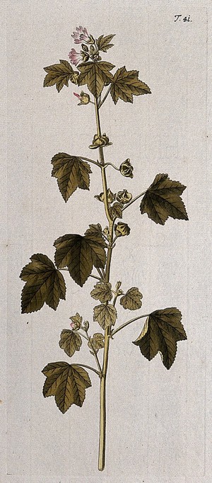 view Tree mallow (Lavatera arborea L.): flowering and fruiting stem. Coloured engraving after F. von Scheidl, 1770.