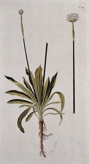 Thrift or sea-pink (Armeria maritima (Miller) Willd.): flowering stem with root. Coloured engraving after F. von Scheidl, 1770.