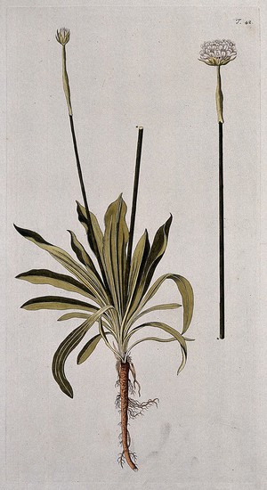view Thrift or sea-pink (Armeria maritima (Miller) Willd.): flowering stem with root. Coloured engraving after F. von Scheidl, 1770.