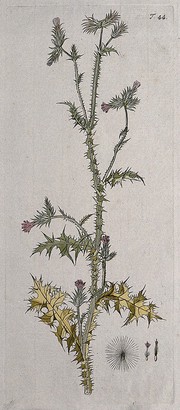 A plant (Carduus pycnocephalus L.) related to Scotch thistle: flowering stem with separate flowers and seed. Coloured engraving after F. von Scheidl, 1770.