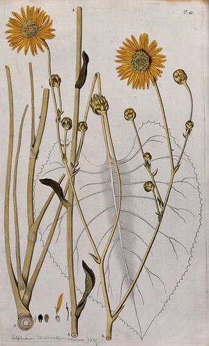 view Prairie burdock (Silphium terebirthinaceum): sections of the flowering stem with separate flower and fruit. Coloured engraving after F. von Scheidl, 1770.