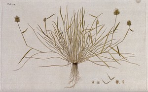 view Rye (Secale sp.): entire flowering plant with separate flower, fruit and seed. Coloured engraving after F. von Scheidl, 1770.