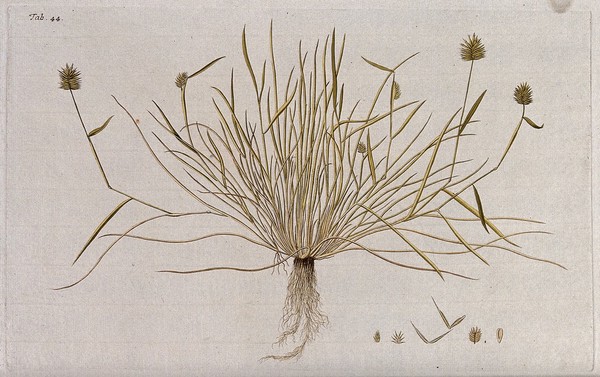 Rye (Secale sp.): entire flowering plant with separate flower, fruit and seed. Coloured engraving after F. von Scheidl, 1770.