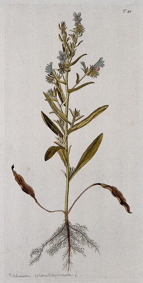 Bugloss (Echium lycopsis L.): entire flowering plant. Coloured engraving after F. von Scheidl, 1770.