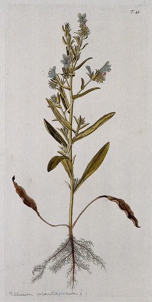 view Bugloss (Echium lycopsis L.): entire flowering plant. Coloured engraving after F. von Scheidl, 1770.
