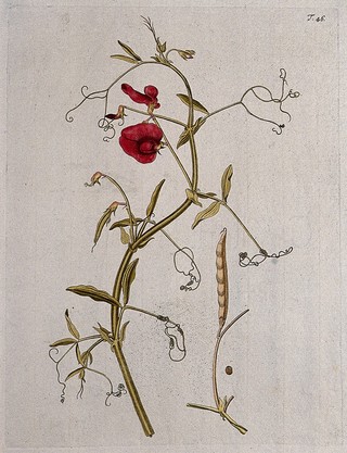 Tangier pea (Lathyrus tingitanus L.): flowering and fruiting stem with separate mature fruit and seed. Coloured engraving after F. von Scheidl, 1770.