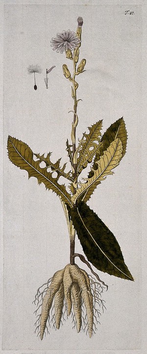view A plant (Lactuca tuberosa) related to lettuce: entire flowering plant with separate flower and seed. Coloured engraving after F. von Scheidl, 1770.