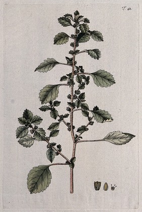 Harick (Forsskaolea tenacissima L.): flowering stem with separate flower, fruit and seed. Coloured engraving after F. von Scheidl, 1770.