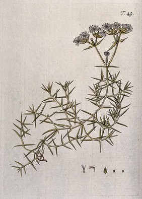 Drypis spinosa L.: flowering stem with separate flower, fruit and seed. Coloured engraving after F. von Scheidl, 1770.