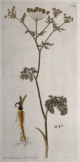 Chaerophyllum coloratum L.: flowering stem with separate rootstock, flower and fruit. Coloured engraving after F. von Scheidl, 1770.