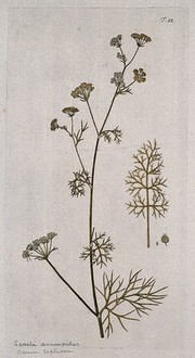 Seseli ammoides L.: flowering and fruiting stem with separate leaf and fruit. Coloured engraving after F. von Scheidl, 1770.