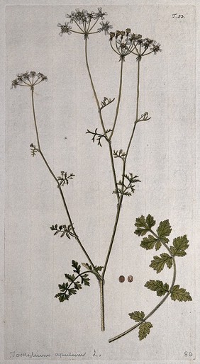 Tordylium apulum L.: flowering and fruiting stem with separate leaf and fruit. Coloured engraving after F. von Scheidl, 1770.