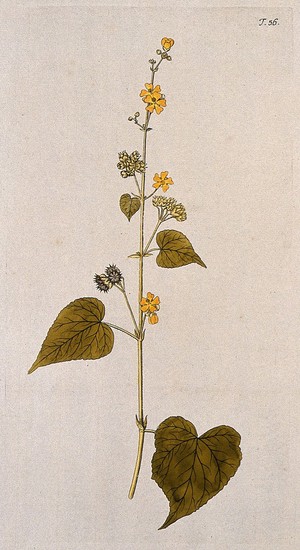 view Sida (Sida umbellata L.): flowering and fruiting stem. Coloured engraving after F. von Scheidl, 1770.