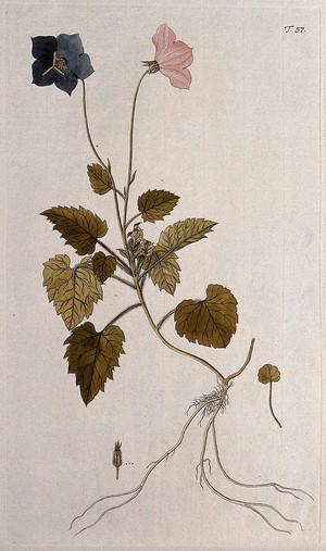 view Bellflower (Campanula carpatica Jacq.): flowering stem with root and separate leaf, fruit and seed. Coloured engraving after F. von Scheidl, 1770.